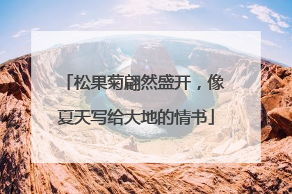松果菊翩然盛开，像夏天写给大地的情书